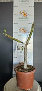 Plumeria obtusa "Singapore White"