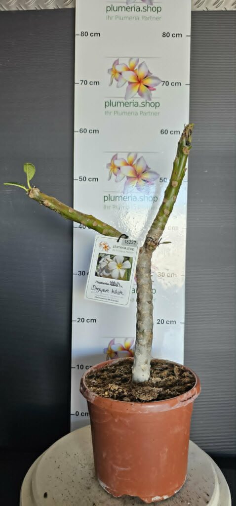 Plumeria obtusa "Singapore White"