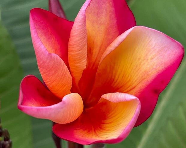 Plumeria rubra "Fireball"