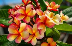 Plumeria rubra "Hongkong Peach Compact"