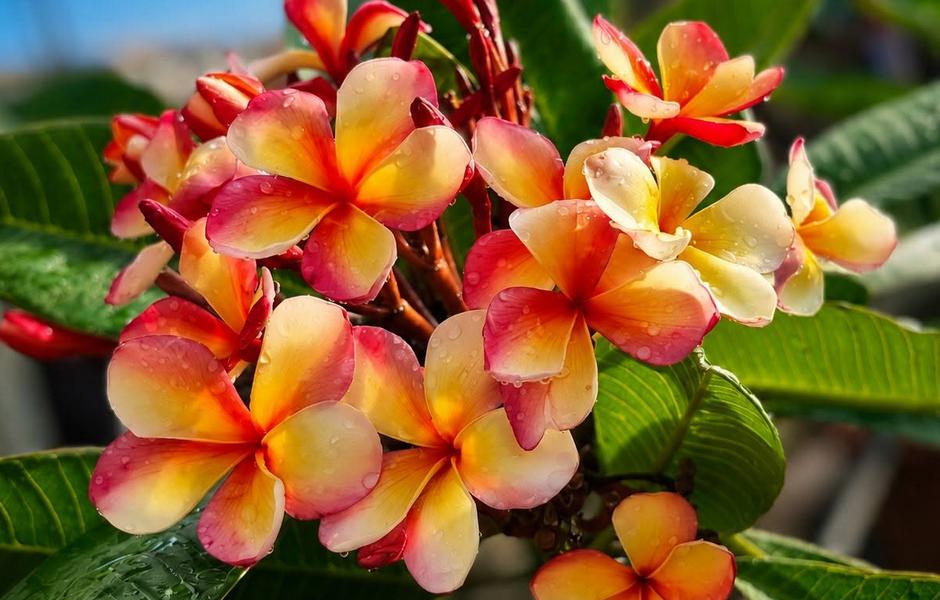 Plumeria rubra "Hongkong Peach Compact"