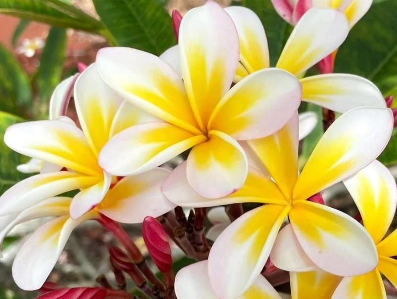 Plumeria rubra "JL Mareka"