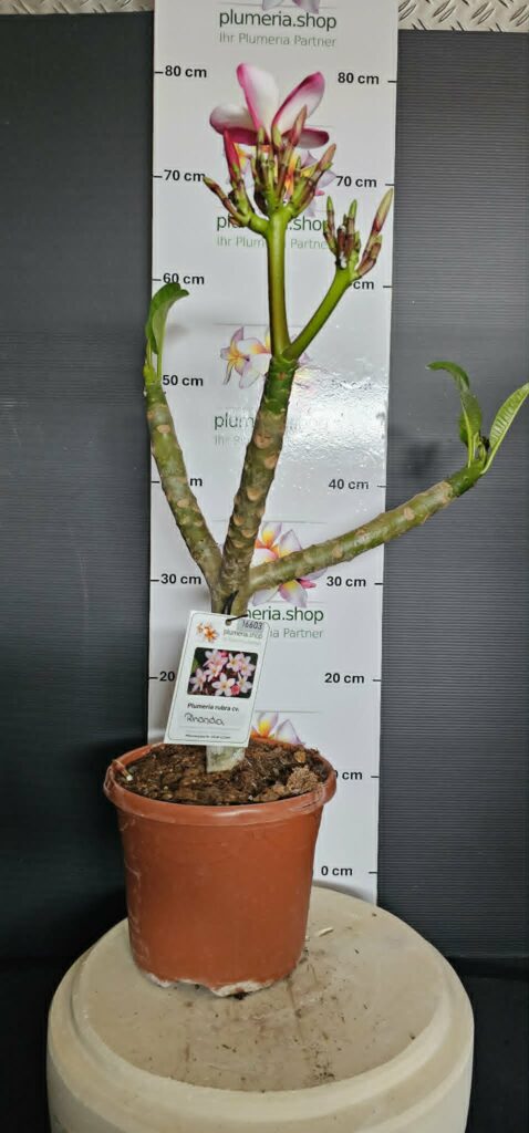 Plumeria rubra „Rhonda“ #16603