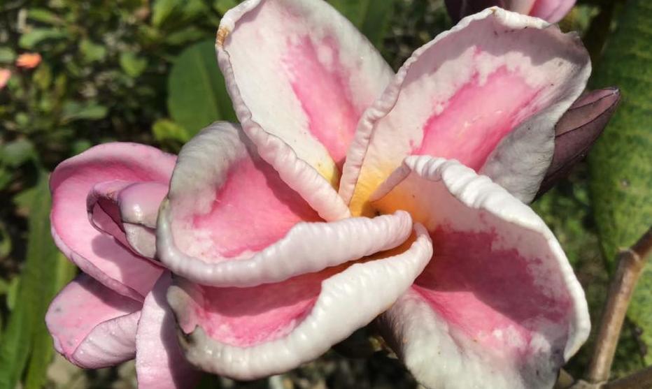 Plumeria rubra "Picasso", wurzelnackt