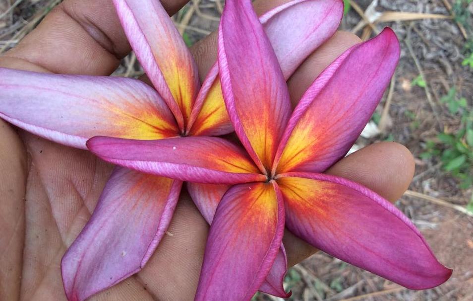 Plumeria rubra "Purple Rainbow", wurzelnackt