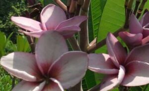 Plumeria rubra "Purple Aromatic Rose"