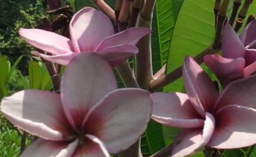 Plumeria rubra "Purple Aromatic Rose", wurzelnackt