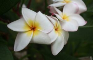 Plumeria rubra "CP Raggio di Luna"