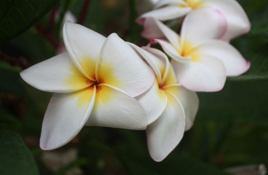 Plumeria rubra "CP Raggio di Luna"