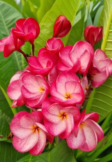 Plumeria rubra "CP Red Aurora"