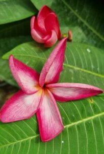 Plumeria rubra "CP Red Velvet"