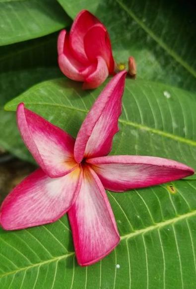 Plumeria rubra "CP Red Velvet"