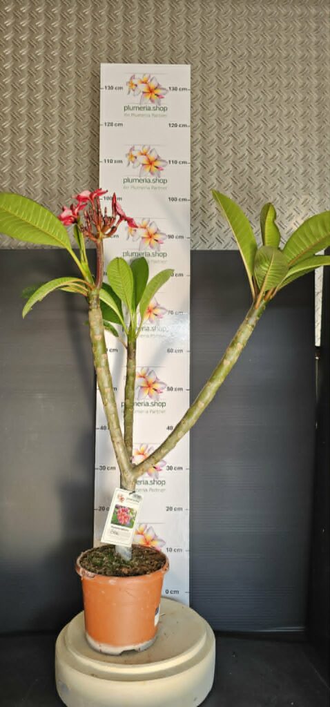 Plumeria rubra „Gina“ #16780