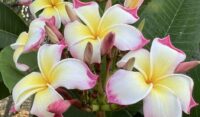 Plumeria rubra "Sacred Lotus"