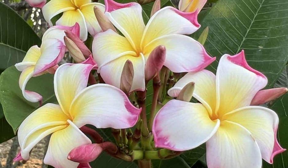 Plumeria rubra "Sacred Lotus"