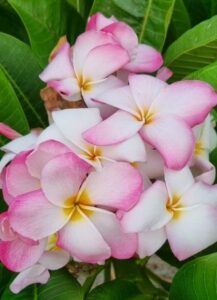 Plumeria rubra "CP Sakura Yume"