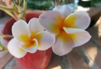 Plumeria rubra "CP Sikelia White"