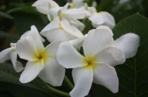 Plumeria rubra "Stella Bianca"