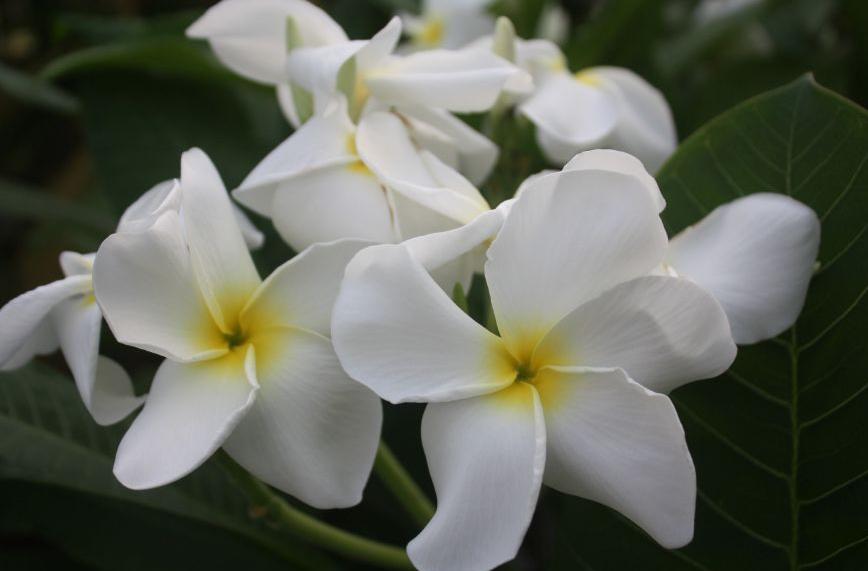 Plumeria rubra "CP Stella Bianca"