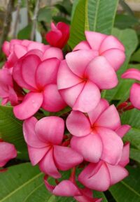 Plumeria rubra "Strawberry Macaron"