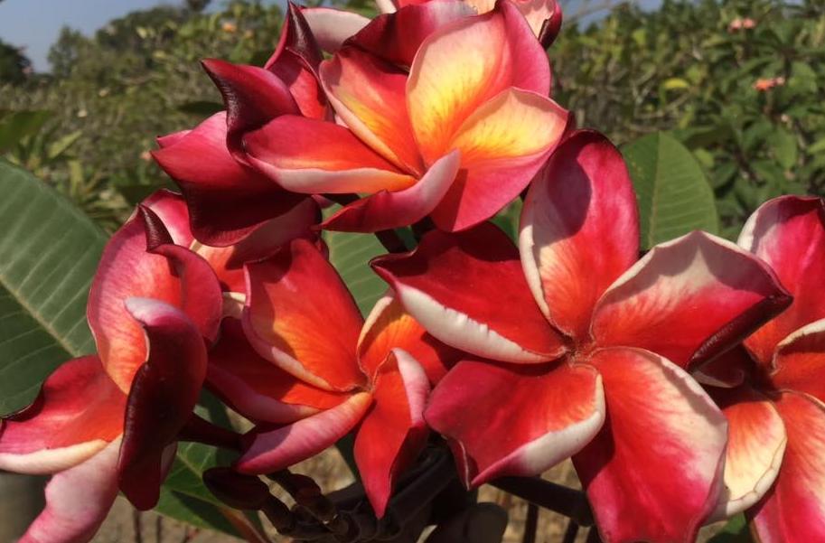 Plumeria rubra  "Sulawesi" - unbewurzelter Steckling