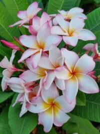 Plumeria rubra "CP Summer Princess"