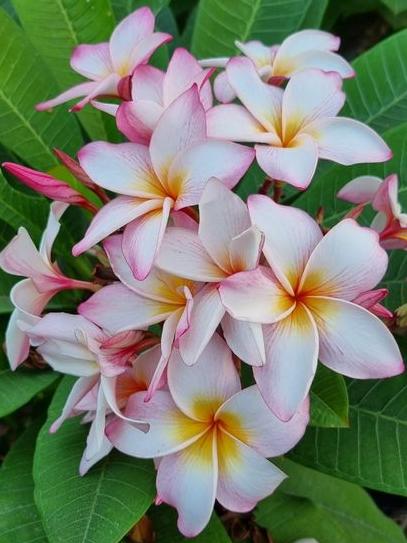 Plumeria rubra "CP Summer Princess"