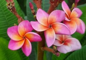 Plumeria rubra "Sunset Gleam"