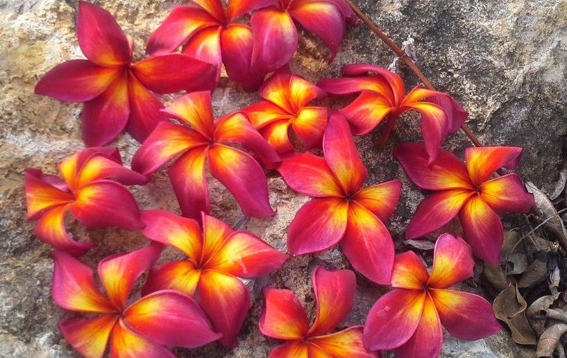 Plumeria rubra "Thai Mango Blush", wurzelnackt