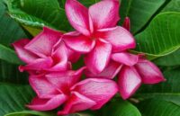 Plumeria rubra "CP Tommy Cloud"