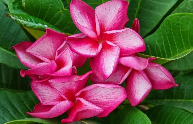 Plumeria rubra "CP Tommy Cloud"