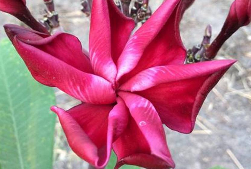 Plumeria rubra "Unforgettable", wurzelnackt