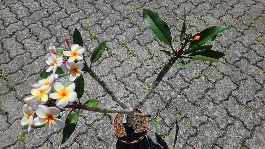 Plumeria rubra "Sun Splash"