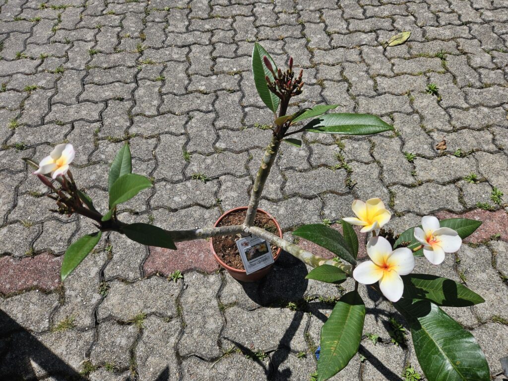 Plumeria rubra "Sun Splash"