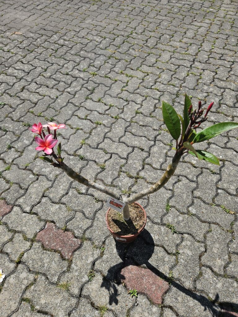 Plumeria rubra „Cabaret“ #16515