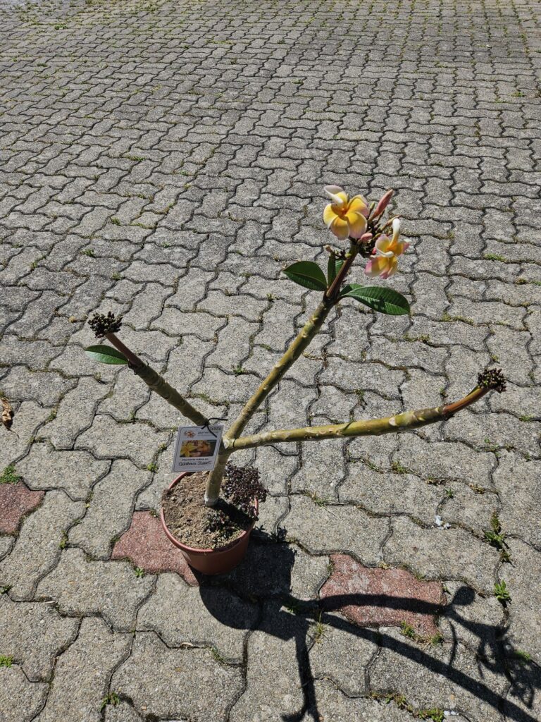 Plumeria rubra „California Sunset“ #16506