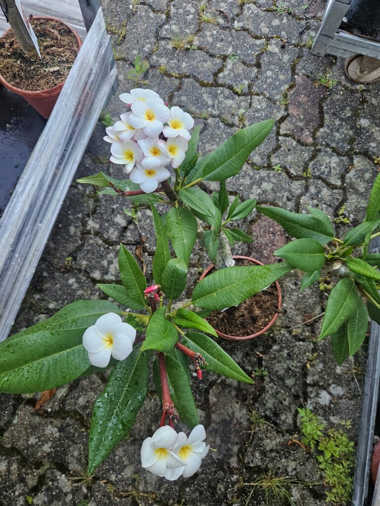 Plumeria rubra „Mini White“ #16752