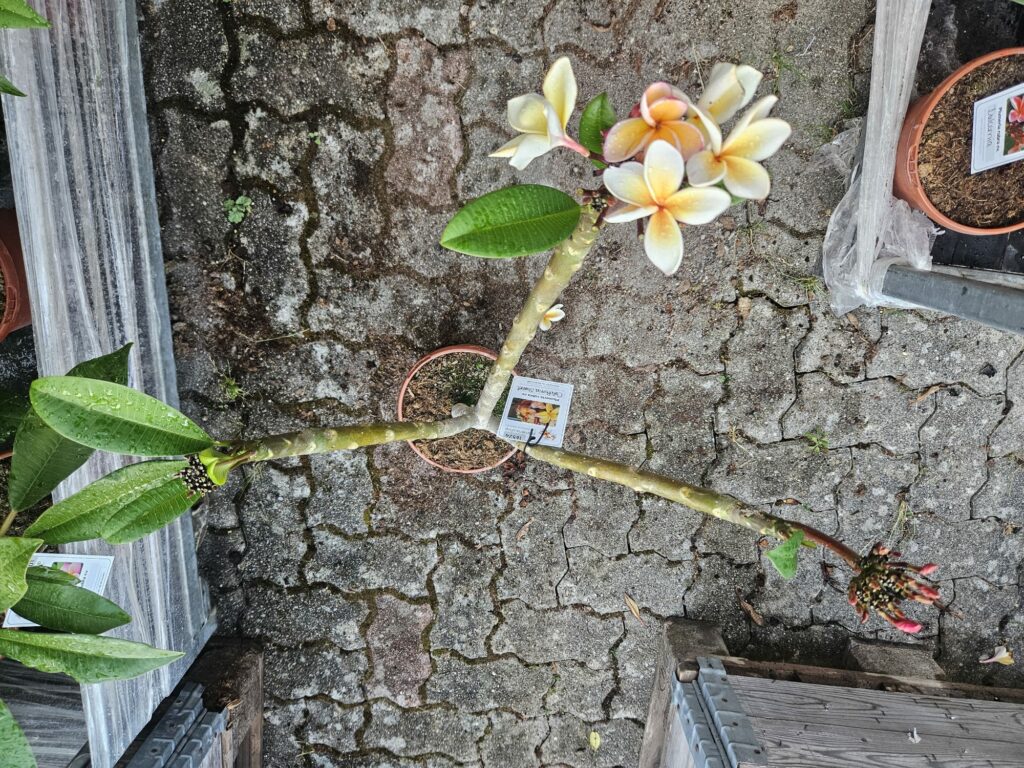 Plumeria rubra „California Sunset“ #16524