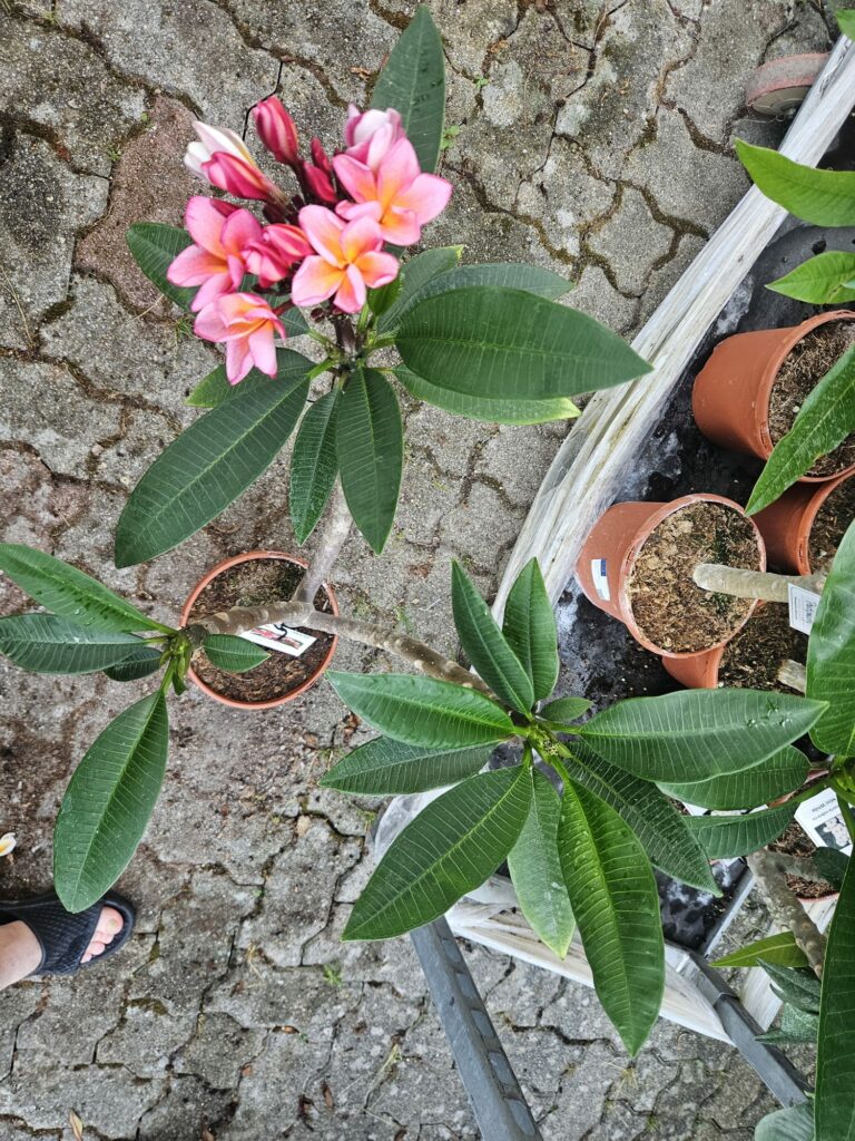 Plumeria rubra „Orange 60“ #16432