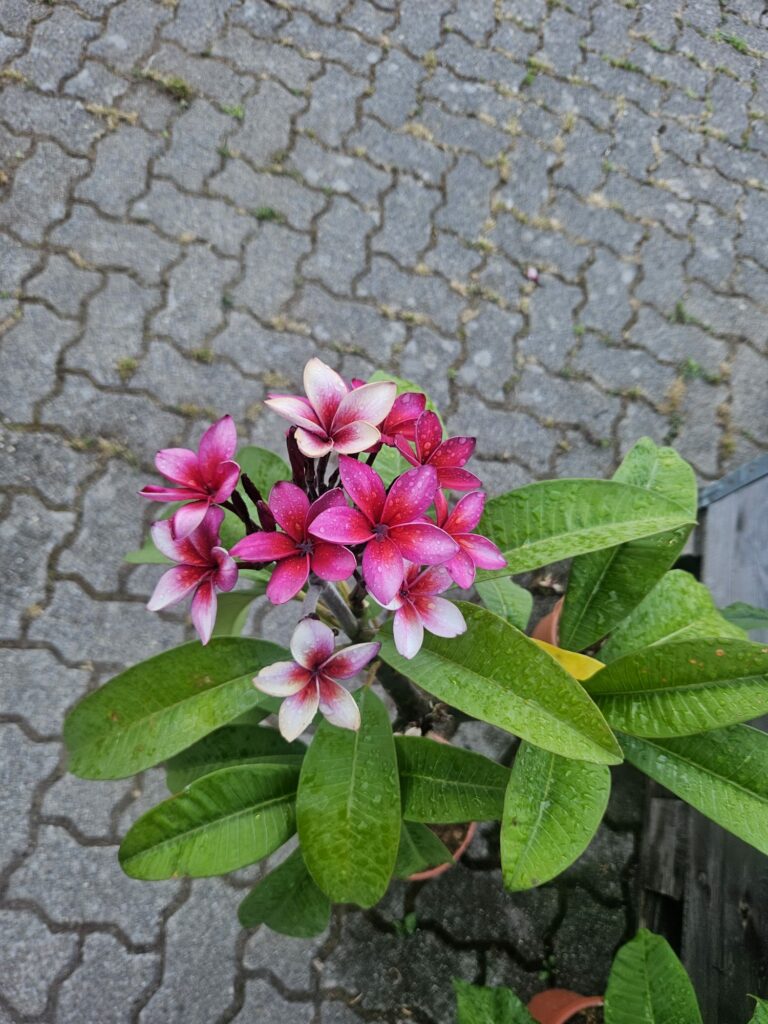 Plumeria rubra „Epic“ #17636