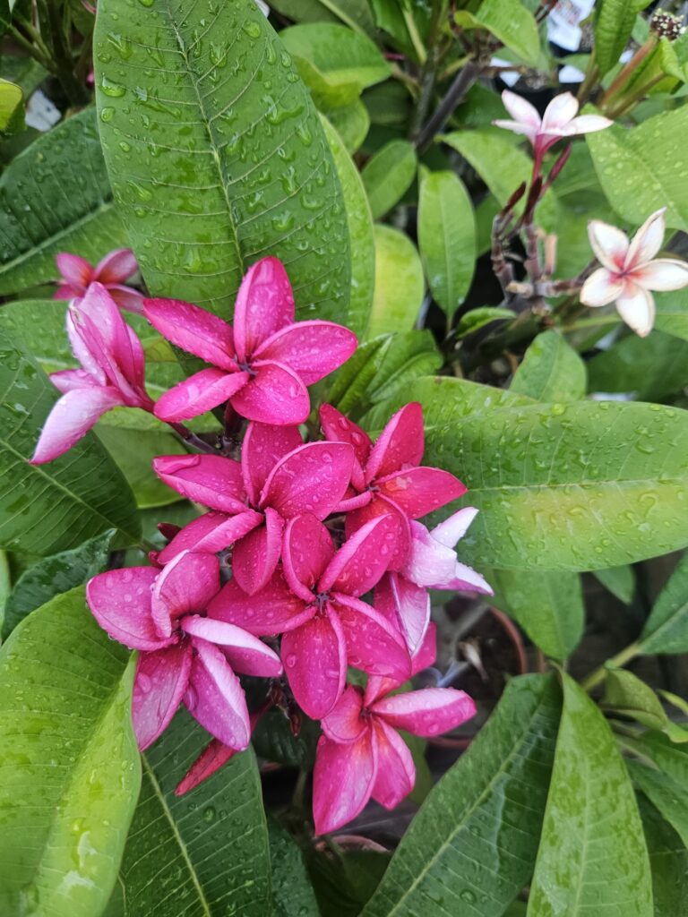 Pink Jack