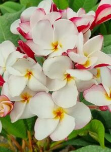 Plumeria rubra "White Fairytale"