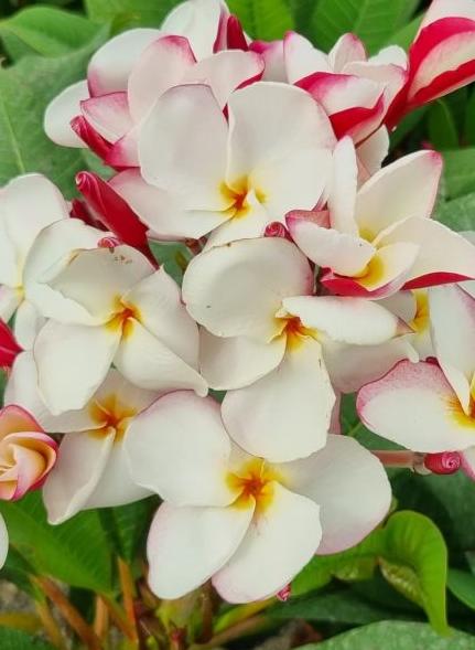 Plumeria rubra "CP White Fairytale"