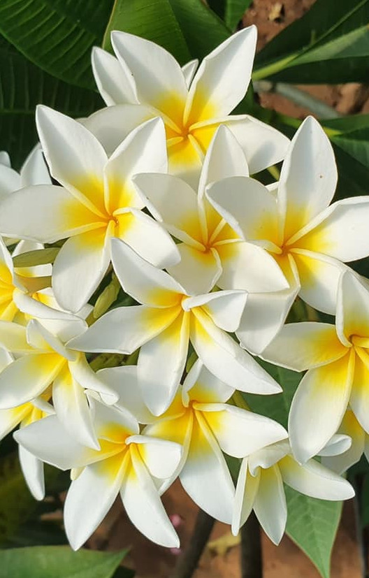 Plumeria rubra "Star White"
