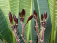 Plumeria rubra "CP Wonder #44"
