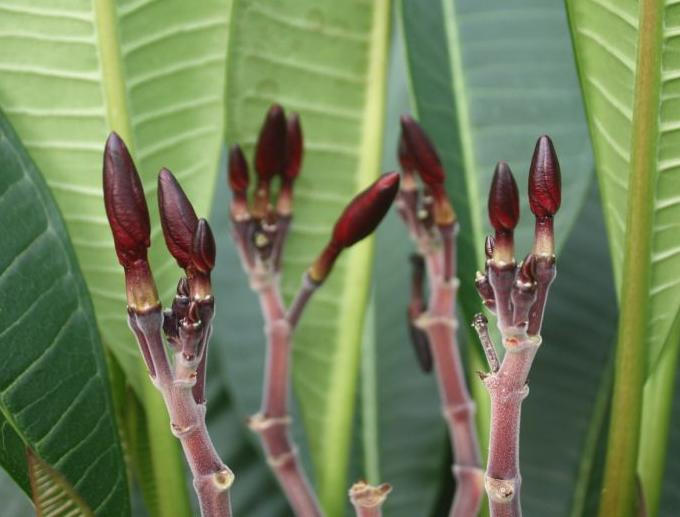 Plumeria rubra "CP Wonder #44"