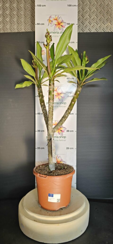 Plumeria rubra „Chablis“ #16984