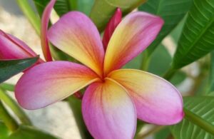 Plumeria rubra "Yim Siam"
