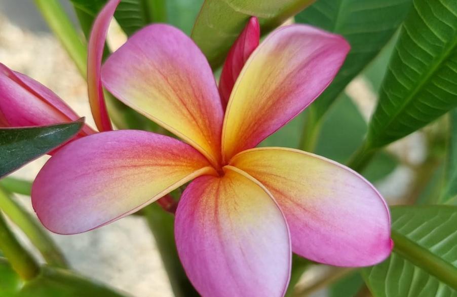 Plumeria rubra "CP Yim Siam"