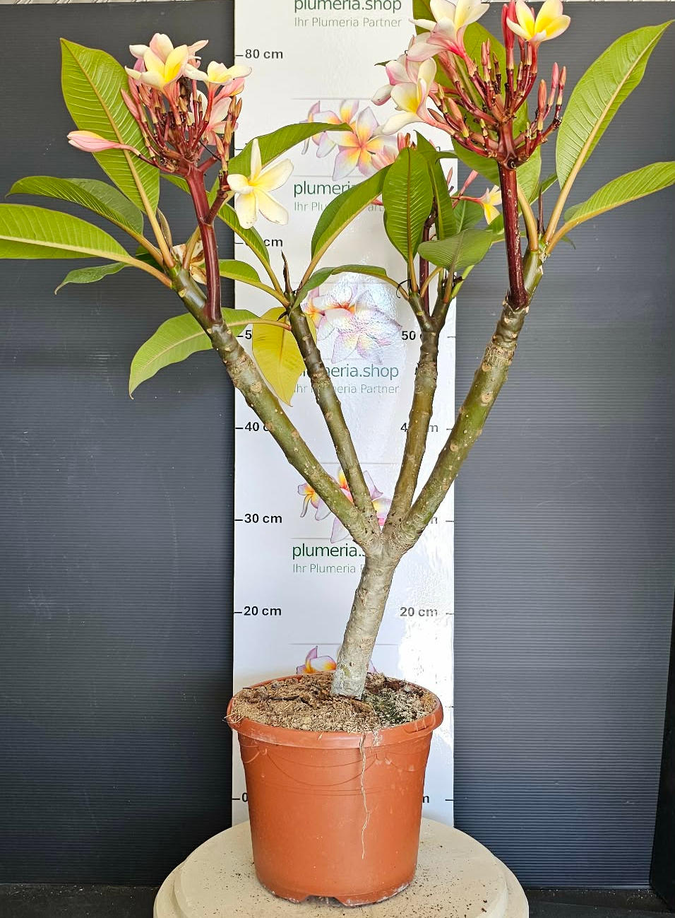 Aktion blühende Plumerias